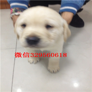 牡丹江正宗极品拉布拉多绝对血统纯正当地上门
