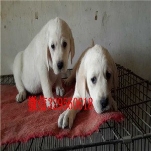 郴州狗场出售精品拉布拉多犬 实体养殖拉拉包