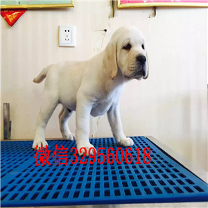 河池咖啡色拉布拉多宝宝精品拉布拉多幼犬出售