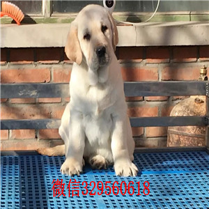 南昌拉布拉多犬出售 南昌哪里有卖纯种拉布拉多犬 黑色黄色白色拉布拉多犬