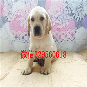 日照拉布拉多导盲犬 小七拉布拉多狗宠物狗