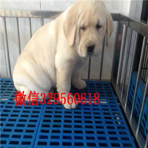 廊坊正规狗场直销拉布拉多犬哪里卖纯种拉布拉