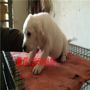 郴州狗场出售精品拉布拉多犬 实体养殖拉拉包纯包养活