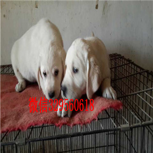 郴州狗场出售精品拉布拉多犬 实体养殖拉拉包纯包养活