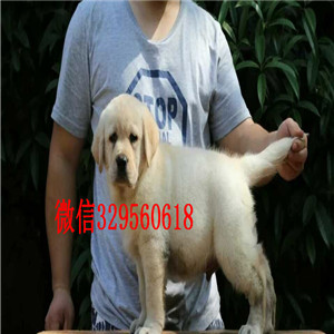 廊坊出售拉布拉多幼犬 三针齐全保健康 购犬可