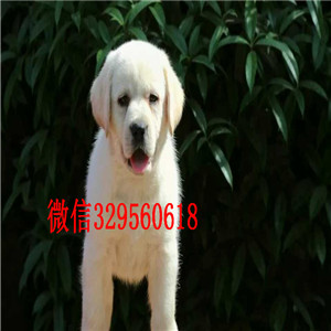 青岛养殖基地直销出售大头版大骨架拉布拉多犬