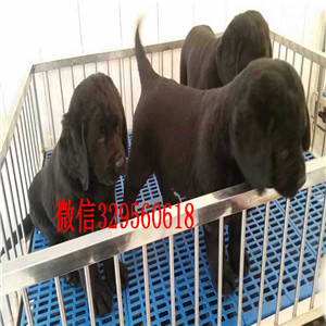 娄底哪里出售纯种拉布拉多导盲犬拉布拉多奶白色拉布拉多出售出售大骨架拉布拉多犬