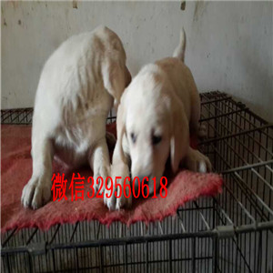 永州哪里出售纯种拉布拉多导盲犬拉布拉多出售