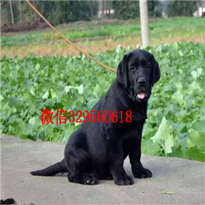 攀枝花哪有卖拉布拉多犬纯种拉布拉多幼犬咖啡