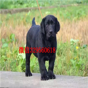 阿坝哪有卖拉布拉多犬大骨架拉布拉多黑色拉布拉多犬出售出售大骨架拉布拉多犬