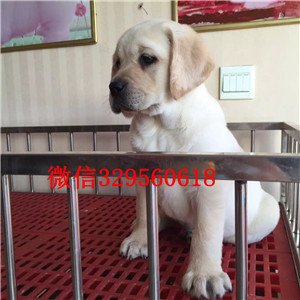中卫哪里出售纯种拉布拉多精品拉布拉多幼犬出
