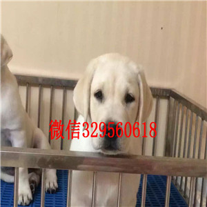 莱芜哪有卖拉布拉多犬长期出售 拉布拉多犬出