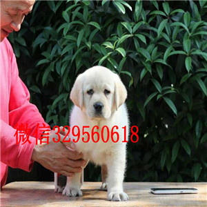 九江哪里出售纯种拉布拉多纯种拉布拉多幼犬黑