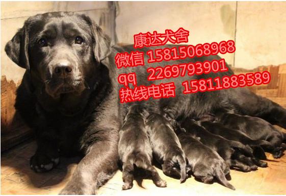 江门哪里有卖拉布拉多价格多少纯种精品大骨量