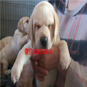 阿坝哪有卖拉布拉多犬大骨架拉布拉多黑色拉布