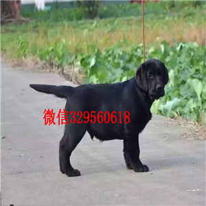 盘锦哪有卖拉布拉多犬大骨架拉布拉多家养多只