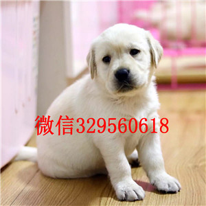 武威哪有卖拉布拉多犬精品拉布拉多幼犬出售黑色拉布拉多犬出售纯种拉布拉多幼犬 签协议双双血统拉布拉多犬出售