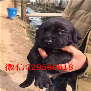 常德哪里出售纯种拉布拉多精品拉布拉多幼犬出售黄色拉布拉多幼犬出售大骨架拉布拉多犬