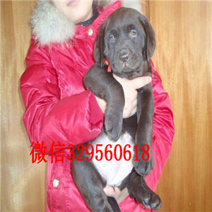 常德哪里出售纯种拉布拉多精品拉布拉多幼犬出售黄色拉布拉多幼犬出售大骨架拉布拉多犬
