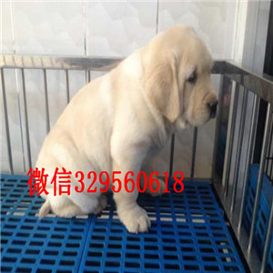 永州哪里出售纯种拉布拉多导盲犬拉布拉多出售纯种拉布拉多赛级品质纯种拉布拉多幼犬 签协议双双血统拉布拉多犬出售
