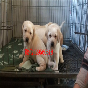 鹤岗哪里出售纯种拉布拉多精品拉布拉多幼犬出售黑色拉布拉多犬出售纯种拉布拉多幼犬 签协议双双血统拉布拉多犬出售