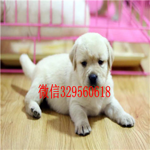 武威哪有卖拉布拉多犬精品拉布拉多幼犬出售黑色拉布拉多犬出售纯种拉布拉多幼犬 签协议双双血统拉布拉多犬出售