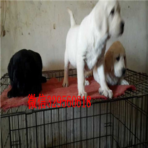 河池哪有卖拉布拉多犬导盲犬拉布拉多家养多只