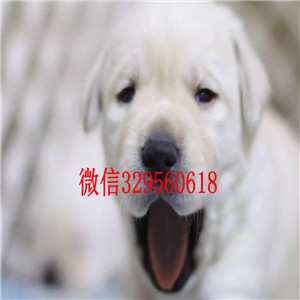 聊城哪有卖拉布拉多犬大骨架拉布拉多黑色拉布