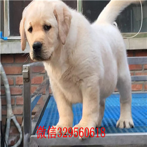 白山哪里出售纯种拉布拉多幼犬纯种拉布拉多价格纯种拉拉犬 神犬小七纯种拉布拉多幼犬出售