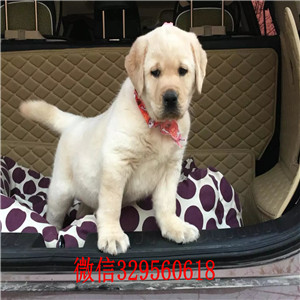白山哪里出售纯种拉布拉多幼犬纯种拉布拉多价格纯种拉拉犬 神犬小七纯种拉布拉多幼犬出售