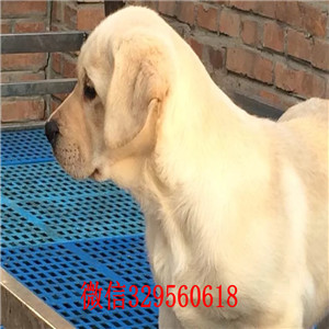 江门哪里卖拉布拉多自家狗场热销拉布拉多犬可