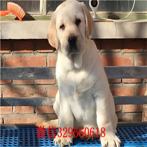 牡丹江哪里出售纯种拉布拉多幼犬自家狗场热销