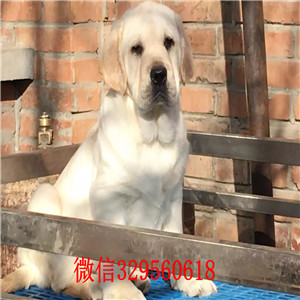 潍坊哪里出售纯种拉布拉多幼犬纯种拉布拉多价格可爱大气上档次拉布拉多大头版导盲犬拉布拉多