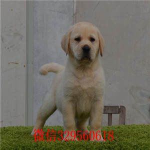 巢湖哪里出售纯种拉布拉多幼犬自家狗场热销拉布拉多犬纯种拉拉犬 神犬小七纯种拉布拉多幼犬出售