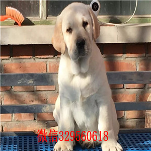 阳江哪里出售纯种拉布拉多幼犬出售奶白黑色黄