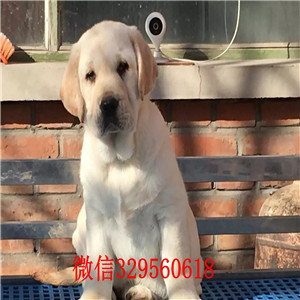 内江哪里出售纯种拉布拉多幼犬出售精品拉布拉