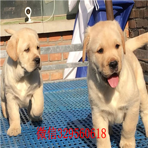 松原哪里出售纯种拉布拉多幼犬纯种拉布拉多价