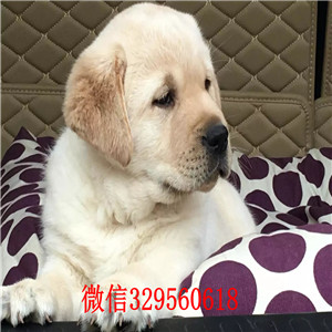 白山哪里出售纯种拉布拉多幼犬纯种拉布拉多价格纯种拉拉犬 神犬小七纯种拉布拉多幼犬出售
