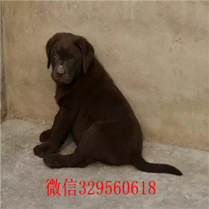 黔西南哪里卖拉布拉多出售精品拉布拉多幼犬可