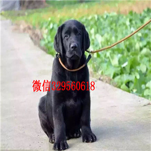 内江哪里有卖纯种拉布拉多白色拉布拉多犬出售大骨架双血统拉布拉多犬出售精品拉布拉多