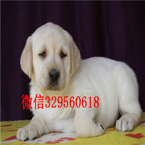 青岛哪里能买到纯种拉布拉多白色拉布拉多犬出售拉布拉多图片宠物店出售纯拉布拉多