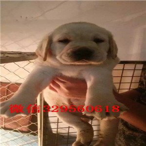鸡西哪里能买到纯种拉布拉多犬白色拉布拉多多