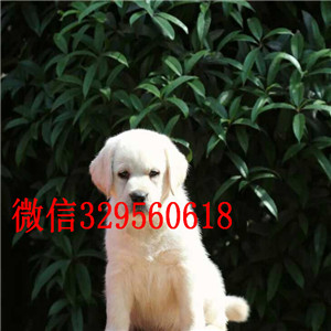阿坝纯种拉布拉多多少钱白色拉布拉多犬出售拉