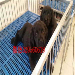潍坊纯种拉布拉多多少钱黄色拉布拉多犬出售大