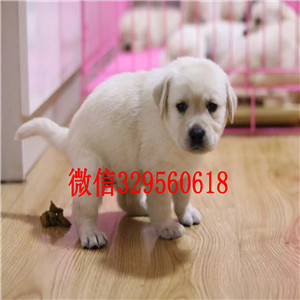 廊坊哪里有卖纯种拉布拉多黑色拉布拉多价格拉