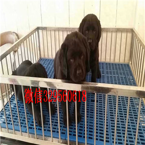 江门哪里能买到纯种拉布拉多黑色拉布拉多价格