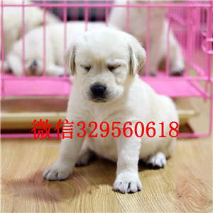 德阳纯种拉布拉多多少钱黑色拉布拉多价格赛级精品拉布拉多犬拉布拉多犬狗场犬舍