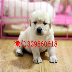 德阳纯种拉布拉多多少钱黑色拉布拉多价格赛级