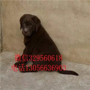 滨州哪里有卖拉布拉多出售纯种大骨架拉布拉多