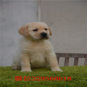 黑河哪里能买到纯种拉布拉多犬咖啡色拉布拉多